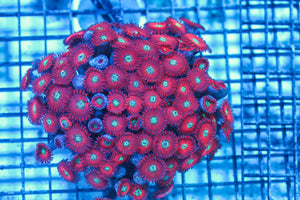 wholesale_coral - saltwater_fish saltwater_coral - rare corals - coralsdepot - Corals_Depot - live_corals - eye-catching-coral quality_marine_fish -quality-marine discoun