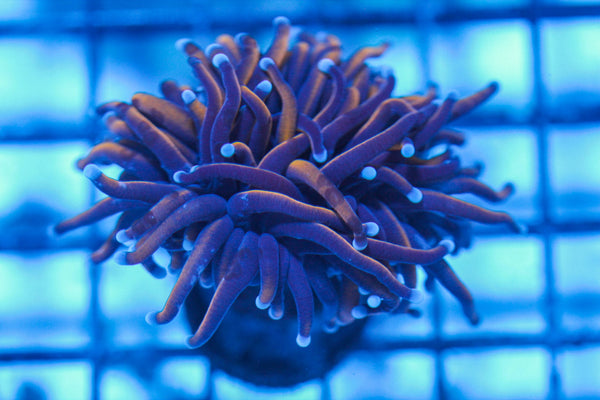 wholesale_coral - saltwater_fish saltwater_coral - rare corals - coralsdepot - Corals_Depot - live_corals - eye-catching-coral quality_marine_fish -quality-marine discoun