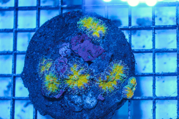 wholesale_coral - saltwater_fish saltwater_coral - rare corals - coralsdepot - Corals_Depot - live_corals - eye-catching-coral quality_marine_fish -quality-marine discoun