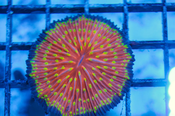 wholesale_coral - saltwater_fish saltwater_coral - rare corals - coralsdepot - Corals_Depot - live_corals - eye-catching-coral quality_marine_fish -quality-marine discoun