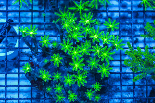 wholesale_coral - saltwater_fish saltwater_coral - rare corals - coralsdepot - Corals_Depot - live_corals - eye-catching-coral quality_marine_fish -quality-marine discoun
