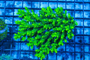 wholesale_coral - saltwater_fish saltwater_coral - rare corals - coralsdepot - Corals_Depot - live_corals - eye-catching-coral quality_marine_fish -quality-marine discoun