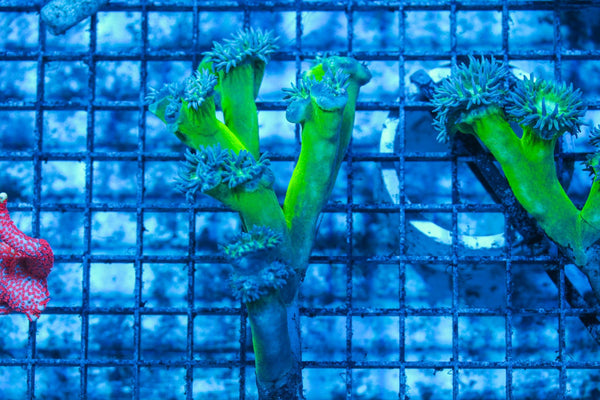 wholesale_coral - saltwater_fish saltwater_coral - rare corals - coralsdepot - Corals_Depot - live_corals - eye-catching-coral quality_marine_fish -quality-marine discoun
