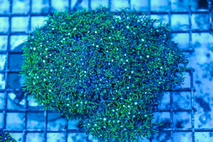 wholesale_coral - saltwater_fish saltwater_coral - rare corals - coralsdepot - Corals_Depot - live_corals - eye-catching-coral quality_marine_fish -quality-marine discoun