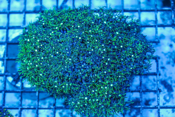 wholesale_coral - saltwater_fish saltwater_coral - rare corals - coralsdepot - Corals_Depot - live_corals - eye-catching-coral quality_marine_fish -quality-marine discoun