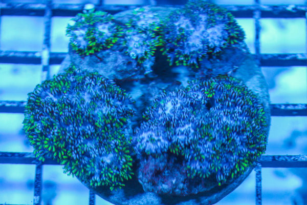 wholesale_coral - saltwater_fish saltwater_coral - rare corals - coralsdepot - Corals_Depot - live_corals - eye-catching-coral quality_marine_fish -quality-marine discoun