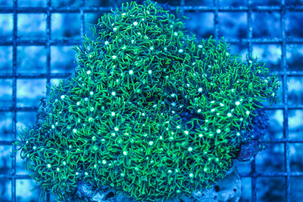 wholesale_coral - saltwater_fish saltwater_coral - rare corals - coralsdepot - Corals_Depot - live_corals - eye-catching-coral quality_marine_fish -quality-marine discoun