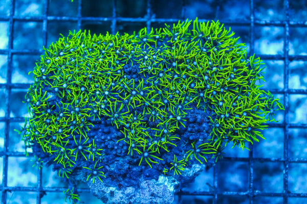 wholesale_coral - saltwater_fish saltwater_coral - rare corals - coralsdepot - Corals_Depot - live_corals - eye-catching-coral quality_marine_fish -quality-marine discoun
