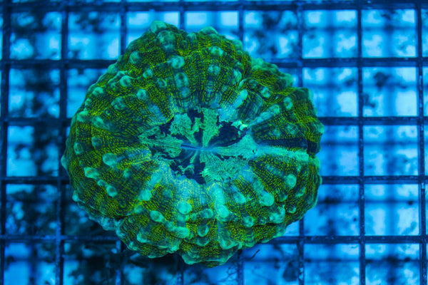wholesale_coral - saltwater_fish saltwater_coral - rare corals - coralsdepot - Corals_Depot - live_corals - eye-catching-coral quality_marine_fish -quality-marine discoun