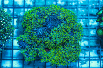 wholesale_coral - saltwater_fish saltwater_coral - rare corals - coralsdepot - Corals_Depot - live_corals - eye-catching-coral quality_marine_fish -quality-marine discoun