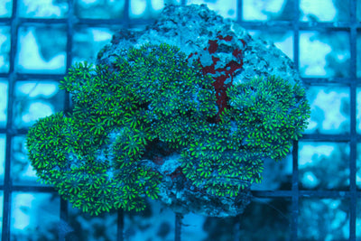 wholesale_coral - saltwater_fish saltwater_coral - rare corals - coralsdepot - Corals_Depot - live_corals - eye-catching-coral quality_marine_fish -quality-marine discoun