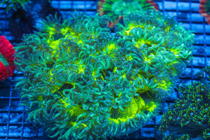 wholesale_coral - saltwater_fish saltwater_coral - rare corals - coralsdepot - Corals_Depot - live_corals - eye-catching-coral quality_marine_fish -quality-marine discoun