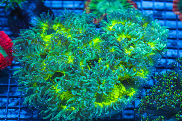wholesale_coral - saltwater_fish saltwater_coral - rare corals - coralsdepot - Corals_Depot - live_corals - eye-catching-coral quality_marine_fish -quality-marine discoun