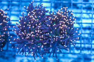 wholesale_coral - saltwater_fish saltwater_coral - rare corals - coralsdepot - Corals_Depot - live_corals - eye-catching-coral quality_marine_fish -quality-marine discoun