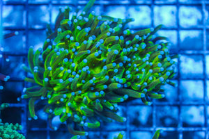 wholesale_coral - saltwater_fish saltwater_coral - rare corals - coralsdepot - Corals_Depot - live_corals - eye-catching-coral quality_marine_fish -quality-marine discoun