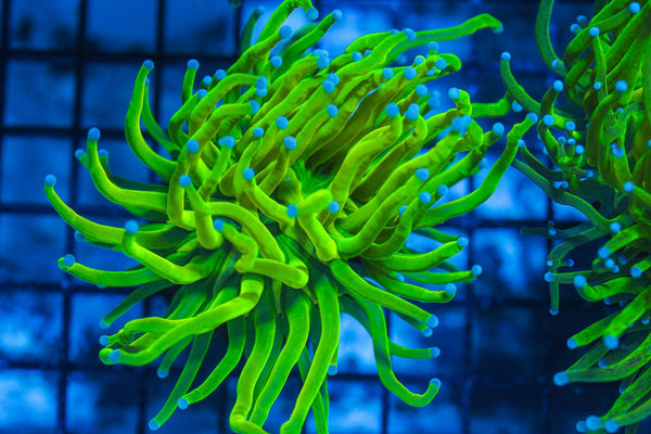 wholesale_coral - saltwater_fish saltwater_coral - rare corals - coralsdepot - Corals_Depot - live_corals - eye-catching-coral quality_marine_fish -quality-marine discoun