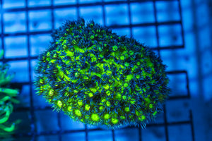 wholesale_coral - saltwater_fish saltwater_coral - rare corals - coralsdepot - Corals_Depot - live_corals - eye-catching-coral quality_marine_fish -quality-marine discoun