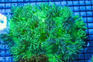 wholesale_coral - saltwater_fish saltwater_coral - rare corals - coralsdepot - Corals_Depot - live_corals - eye-catching-coral quality_marine_fish -quality-marine discoun
