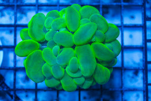 wholesale_coral - saltwater_fish saltwater_coral - rare corals - coralsdepot - Corals_Depot - live_corals - eye-catching-coral quality_marine_fish -quality-marine discoun