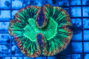 wholesale_coral - saltwater_fish saltwater_coral - rare corals - coralsdepot - Corals_Depot - live_corals - eye-catching-coral quality_marine_fish -quality-marine discoun