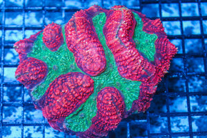 wholesale_coral - saltwater_fish saltwater_coral - rare corals - coralsdepot - Corals_Depot - live_corals - eye-catching-coral quality_marine_fish -quality-marine discoun