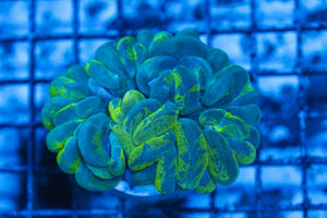 wholesale_coral - saltwater_fish saltwater_coral - rare corals - coralsdepot - Corals_Depot - live_corals - eye-catching-coral quality_marine_fish -quality-marine discoun