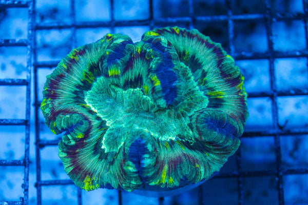 wholesale_coral - saltwater_fish saltwater_coral - rare corals - coralsdepot - Corals_Depot - live_corals - eye-catching-coral quality_marine_fish -quality-marine discoun