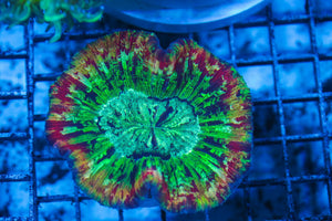 wholesale_coral - saltwater_fish saltwater_coral - rare corals - coralsdepot - Corals_Depot - live_corals - eye-catching-coral quality_marine_fish -quality-marine discoun