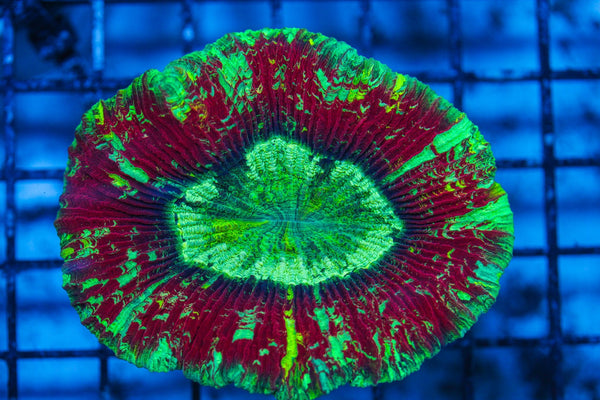 wholesale_coral - saltwater_fish saltwater_coral - rare corals - coralsdepot - Corals_Depot - live_corals - eye-catching-coral quality_marine_fish -quality-marine discoun