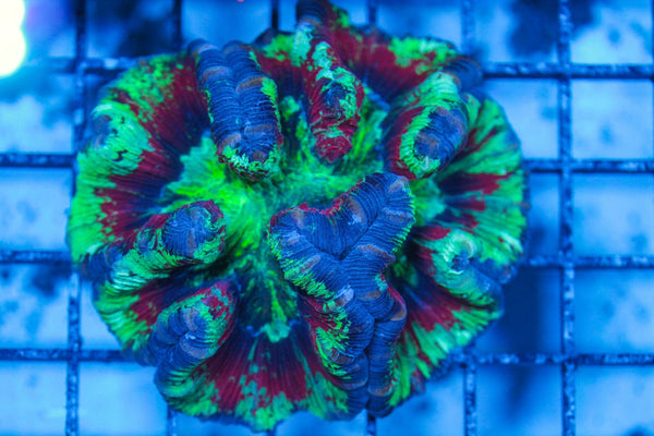 wholesale_coral - saltwater_fish saltwater_coral - rare corals - coralsdepot - Corals_Depot - live_corals - eye-catching-coral quality_marine_fish -quality-marine discoun