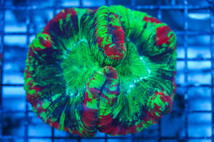 wholesale_coral - saltwater_fish saltwater_coral - rare corals - coralsdepot - Corals_Depot - live_corals - eye-catching-coral quality_marine_fish -quality-marine discoun