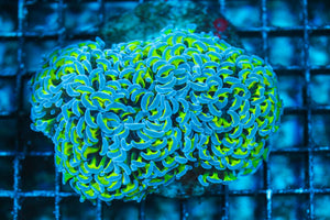 wholesale_coral - saltwater_fish saltwater_coral - rare corals - coralsdepot - Corals_Depot - live_corals - eye-catching-coral quality_marine_fish -quality-marine discoun