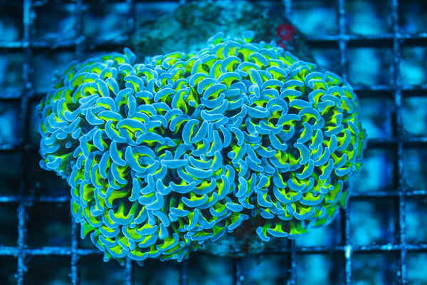 wholesale_coral - saltwater_fish saltwater_coral - rare corals - coralsdepot - Corals_Depot - live_corals - eye-catching-coral quality_marine_fish -quality-marine discoun