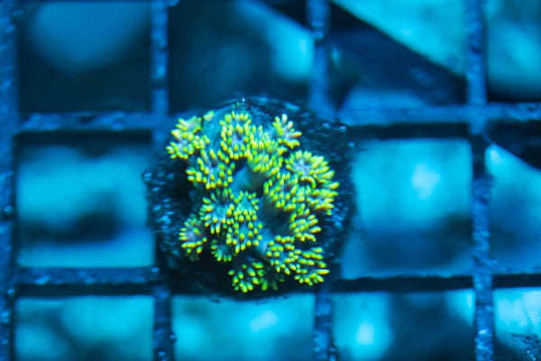 wholesale_coral - saltwater_fish saltwater_coral - rare corals - coralsdepot - Corals_Depot - live_corals - eye-catching-coral quality_marine_fish -quality-marine discoun