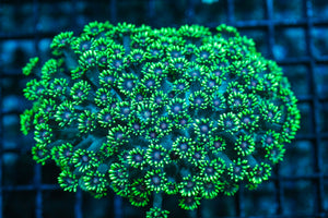 wholesale_coral - saltwater_fish saltwater_coral - rare corals - coralsdepot - Corals_Depot - live_corals - eye-catching-coral quality_marine_fish -quality-marine discoun