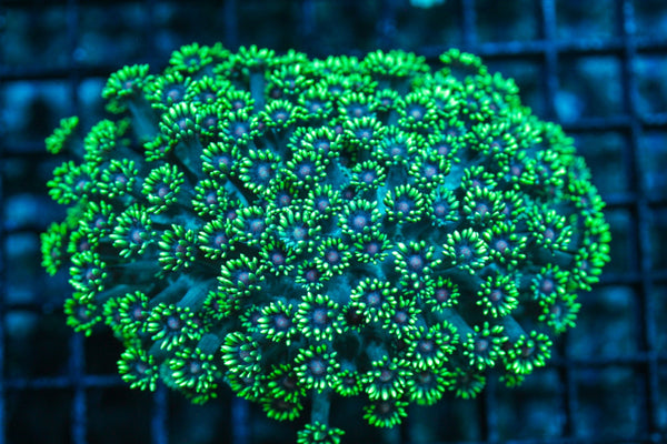 wholesale_coral - saltwater_fish saltwater_coral - rare corals - coralsdepot - Corals_Depot - live_corals - eye-catching-coral quality_marine_fish -quality-marine discoun