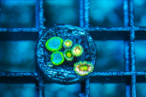 wholesale_coral - saltwater_fish saltwater_coral - rare corals - coralsdepot - Corals_Depot - live_corals - eye-catching-coral quality_marine_fish -quality-marine discoun