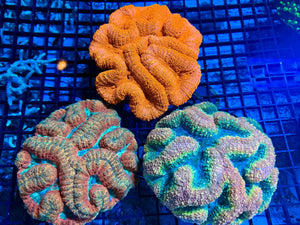 wholesale_coral - saltwater_fish saltwater_coral - rare corals - coralsdepot - Corals_Depot - live_corals - eye - catching - coral quality_marine_fish - quality - marine discoun