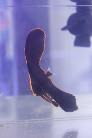 wholesale_coral - saltwater_fish saltwater_coral - rare corals - coralsdepot - Corals_Depot - live_corals - eye - catching - coral quality_marine_fish - quality - marine discoun