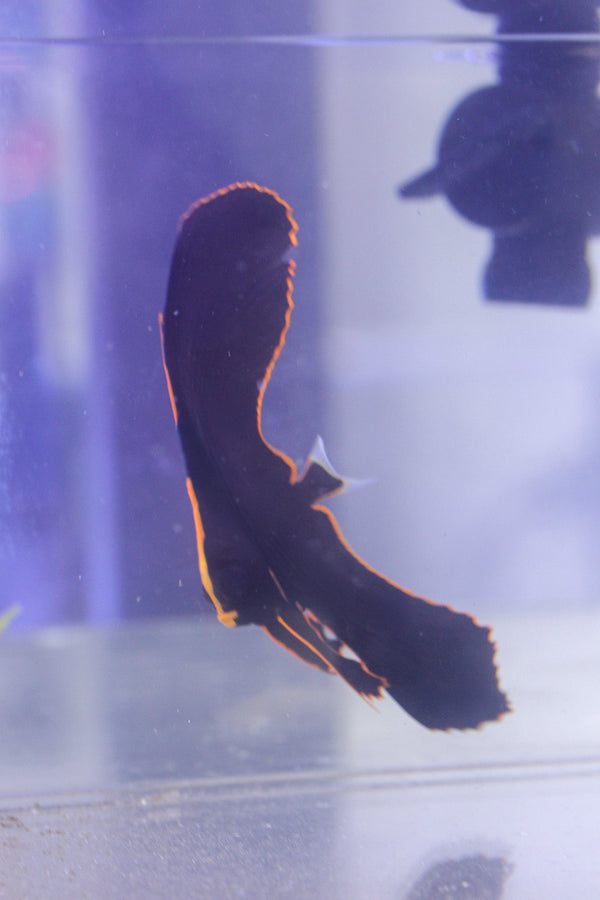 wholesale_coral - saltwater_fish saltwater_coral - rare corals - coralsdepot - Corals_Depot - live_corals - eye - catching - coral quality_marine_fish - quality - marine discoun