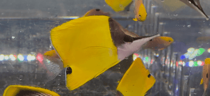 wholesale_coral - saltwater_fish saltwater_coral - rare corals - coralsdepot - Corals_Depot - live_corals - eye - catching - coral quality_marine_fish - quality - marine discoun