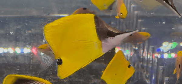 wholesale_coral - saltwater_fish saltwater_coral - rare corals - coralsdepot - Corals_Depot - live_corals - eye - catching - coral quality_marine_fish - quality - marine discoun