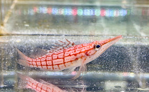 wholesale_coral - saltwater_fish saltwater_coral - rare corals - coralsdepot - Corals_Depot - live_corals - eye - catching - coral quality_marine_fish - quality - marine discoun