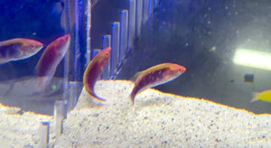 wholesale_coral - saltwater_fish saltwater_coral - rare corals - coralsdepot - Corals_Depot - live_corals - eye - catching - coral quality_marine_fish - quality - marine discoun