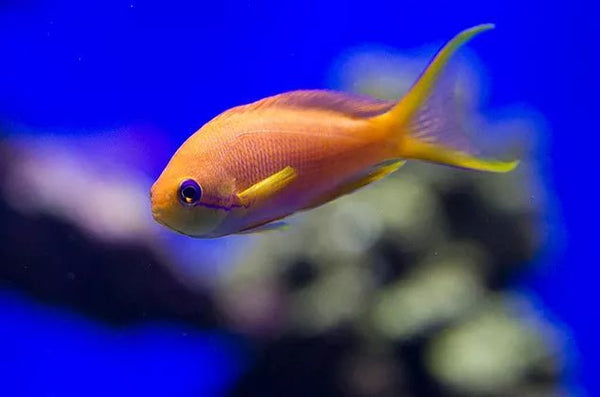 wholesale_coral - saltwater_fish saltwater_coral - rare corals - coralsdepot - Corals_Depot - live_corals - eye - catching - coral quality_marine_fish - quality - marine discoun