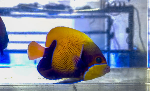 wholesale_coral - saltwater_fish saltwater_coral - rare corals - coralsdepot - Corals_Depot - live_corals - eye - catching - coral quality_marine_fish - quality - marine discoun