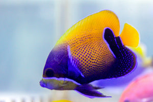 wholesale_coral - saltwater_fish saltwater_coral - rare corals - coralsdepot - Corals_Depot - live_corals - eye - catching - coral quality_marine_fish - quality - marine discoun