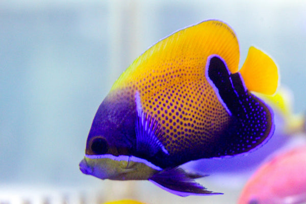 wholesale_coral - saltwater_fish saltwater_coral - rare corals - coralsdepot - Corals_Depot - live_corals - eye - catching - coral quality_marine_fish - quality - marine discoun