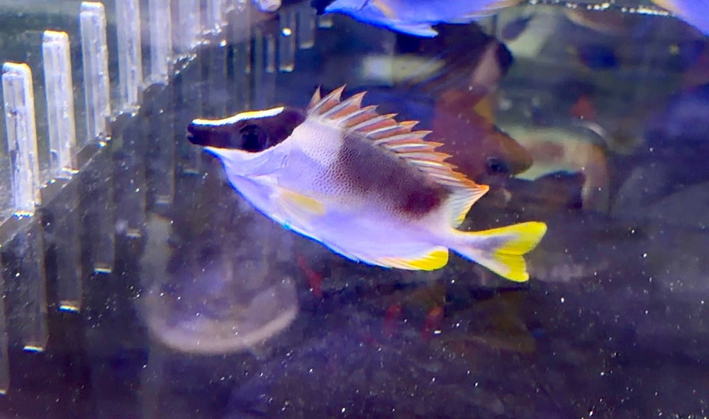 wholesale_coral - saltwater_fish saltwater_coral - rare corals - coralsdepot - Corals_Depot - live_corals - eye - catching - coral quality_marine_fish - quality - marine discoun