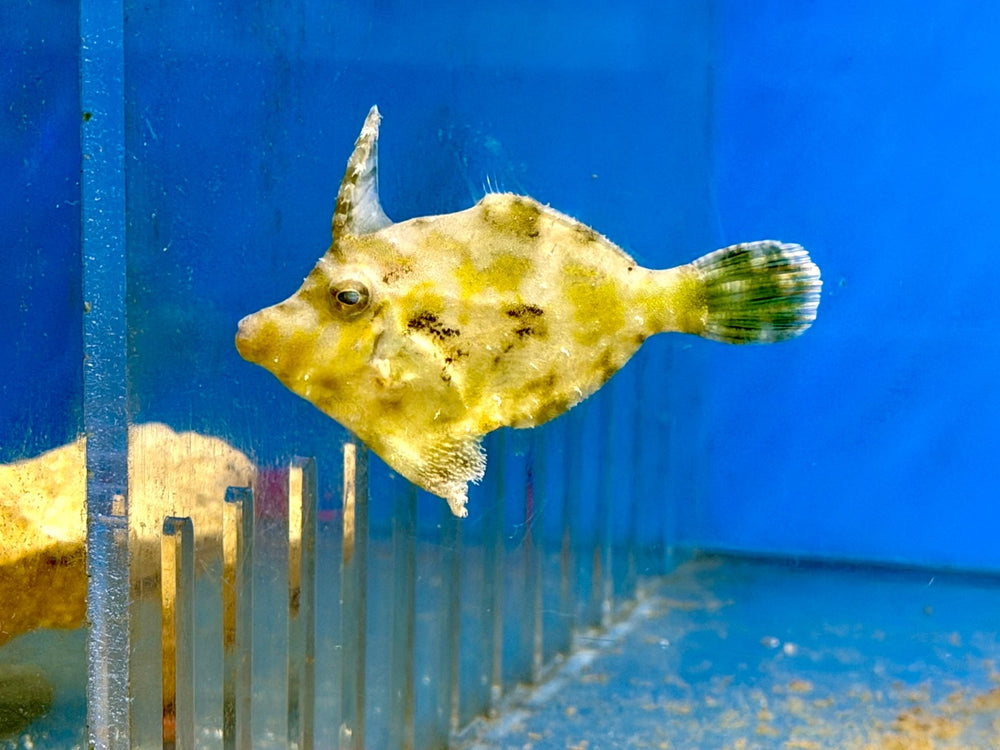 wholesale_coral - saltwater_fish saltwater_coral - rare corals - coralsdepot - Corals_Depot - live_corals - eye - catching - coral quality_marine_fish - quality - marine discoun